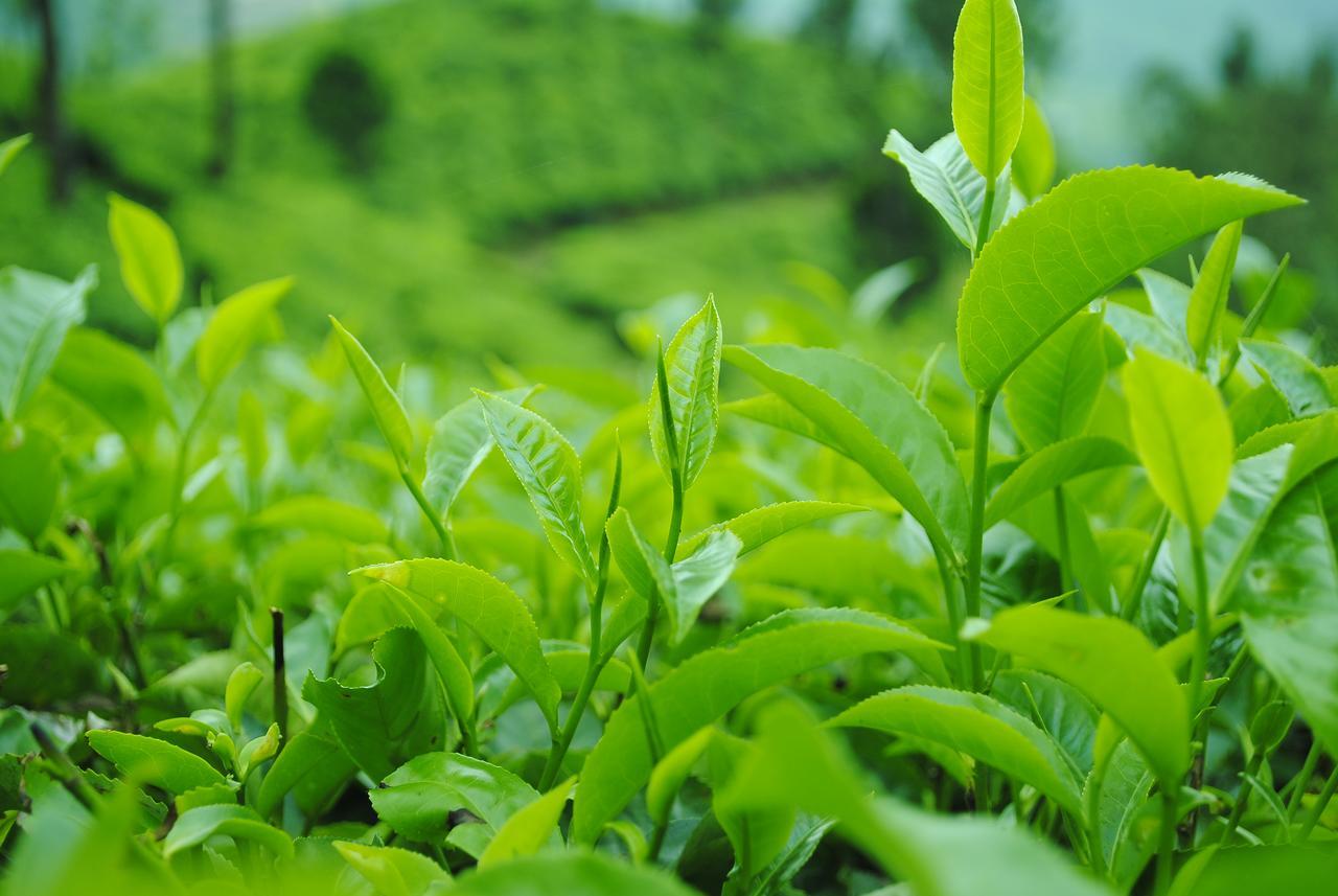 Tranquil Valley Resort Munnar Bagian luar foto